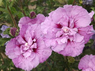 Hibiscus ou Althae - HIBISCUS syriacus Lavender chiffon - Arbuste