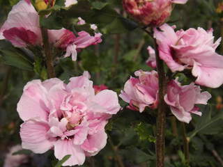 Hibiscus ou Althae - HIBISCUS syriacus 'Leopoldi' - Arbuste