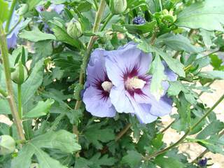 Hibiscus/Althae - HIBISCUS syriacus 'Marina' - Arbuste