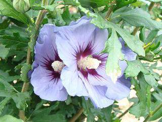 HIBISCUS Marina AT