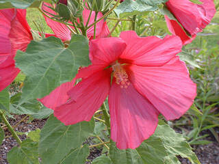 hibiscus_moscheutos