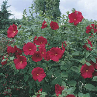 Hibiscus palustris (rouge)