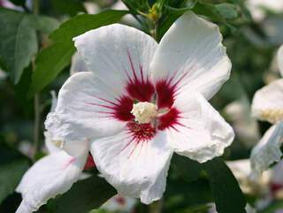 Hibiscus/Althae - HIBISCUS syriacus 'Red heart' - Arbuste