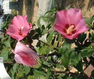 Hibiscus/Althae - HIBISCUS syriacus 'Pink geant' - Arbuste