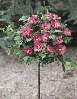 Hibiscus syriacus `Woodbridge`