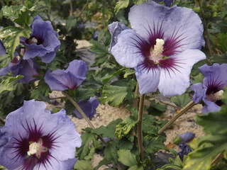 Hibiscus ou Althae - HIBISCUS syriacus 'Ultra marine' - Arbuste