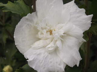 Hibiscus ou Althae - HIBISCUS syriacus White chiffon - Arbuste