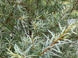 Argousier - HIPPOPHAE rhamnoides 'Sandora' - Arbuste