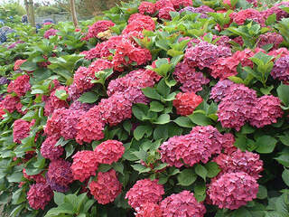 hortensias