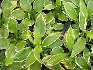 Hosta - HOSTA undulata 'Albomarginata' - Vivace
