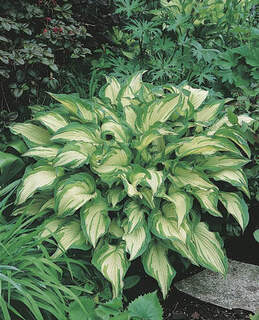 Hosta fortunei `Albopicta`