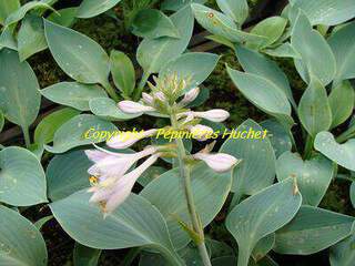 Hosta - HOSTA fortunei 'Halcyon' - Vivace