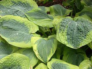 Hosta - HOSTA sieboldiana 'Frances Williams' - Vivace