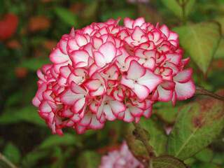 Hortensia - HYDRANGEA macrophylla 'Hovaria Mirai' - Arbuste