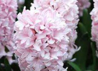 Hyacinthus 'Fondant'