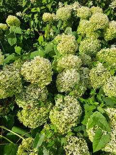 Hydrangea arborescens Annabelle