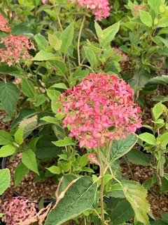 Hortensia arbustif - HYDRANGEA arborescens 'Candybelle® Bubblegum' - Arbuste