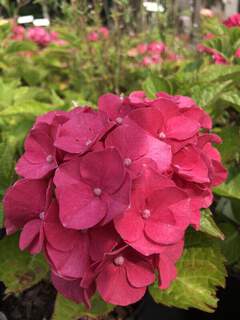 Hortensia - HYDRANGEA macrophylla 'Sybilla' - Arbuste