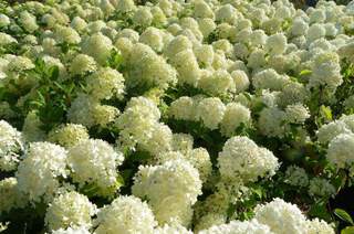 Hydrangea paniculata Limelight (6)