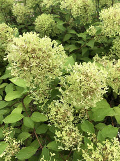 Hortensia paniculé - HYDRANGEA paniculata 'Romantic ace®' - Arbuste