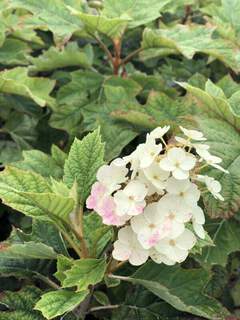 Hortensia à feuilles de chêne - HYDRANGEA quercifolia 'Alice' - Arbuste