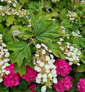 Hydrangea quercifolia Alice