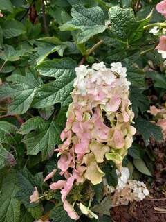 Hortensia à feuilles de chêne - HYDRANGEA quercifolia 'Ruby Slippers' - Arbuste
