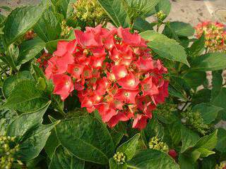 HYDRANGEA  macrophylla Brugg