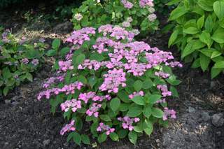 Hortensia - HYDRANGEA serrata 'Avelroz' - Arbuste