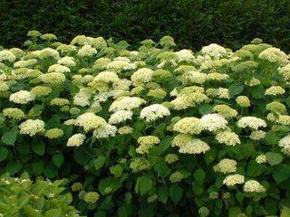 HYDRANGEA arborescens Anabella