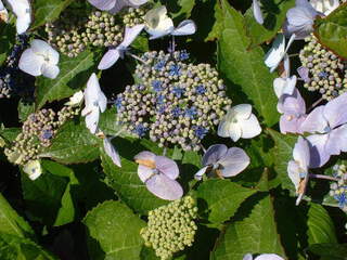 Hortensia à fleur plates - HYDRANGEA macrophylla 'Blue wave' - Arbuste