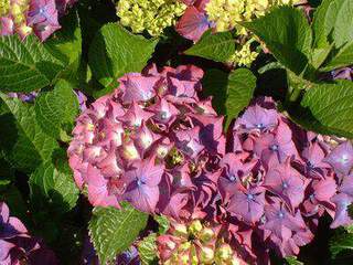 Hortensia - HYDRANGEA macrophylla 'Alpengluhen' - Arbuste