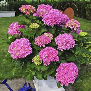 Hortensia - HYDRANGEA macrophylla 'Belle séduction®' - Arbuste