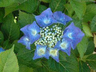 Hortensia - HYDRANGEA macrophylla 'Blaumeise' - Arbuste