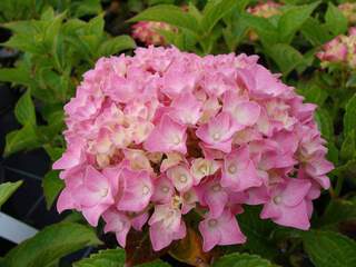 Hortensia - HYDRANGEA macrophylla 'Forever Pink' - Arbuste