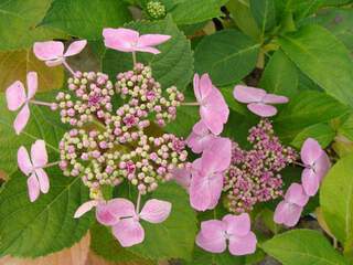 Hortensia à fleur plate - HYDRANGEA macrophylla 'Mariesii' - Arbuste