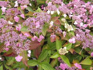 Hortensia - HYDRANGEA macrophylla 'Mariesii Lilacina' - Arbuste