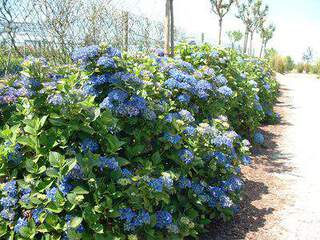 Hortensia - HYDRANGEA macrophylla 'Mathilde Gutges' - Arbuste