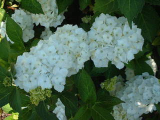 Hortensia - HYDRANGEA macrophylla 'Mme Emile Mouillère' - Arbuste