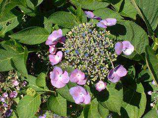 HYDRANGEA macrophylla Mousmee