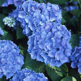 Hortensia - HYDRANGEA macrophylla 'Renate Steiniger' - Arbuste