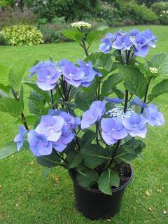 Hortensia Zorro bleu - HYDRANGEA macrophylla Zorro ® - Arbuste