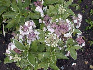 Hortensia à fleur plate - HYDRANGEA macrophylla 'Tricolor' - Arbuste