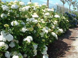 HYDRANGEA mac blanc