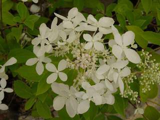 Hortensia - HYDRANGEA paniculata 'Dentelle de Gorron®' - Arbuste