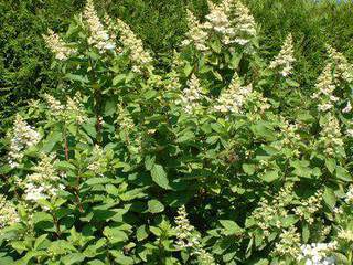 HYDRANGEA paniculata Grandiflora