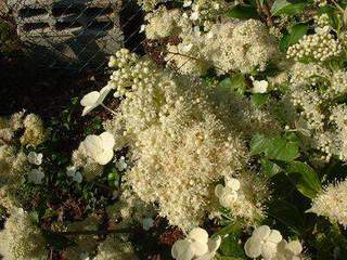 Hortensia paniculé - HYDRANGEA paniculata 'Kyushu' - Arbuste