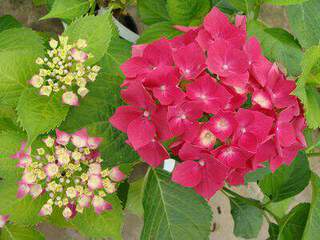 HYDRANGEA paniculata Leuchtfeuer