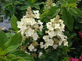 HYDRANGEA paniculata 'Tardiva' AT