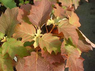 Hortensia à feuille de Chêne - HYDRANGEA quercifolia - Arbuste